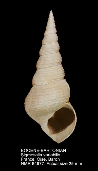 EOCENE-BARTONIAN Sigmesalia variabilis.jpg - EOCENE-BARTONIANSigmesalia variabilis(Defrance,1828)